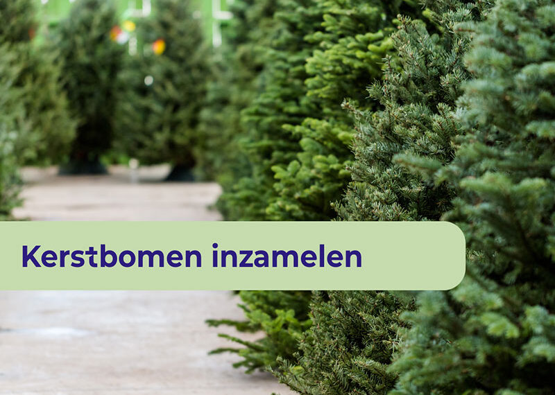 Kerstbomen inzamelen op 10 januari 2026