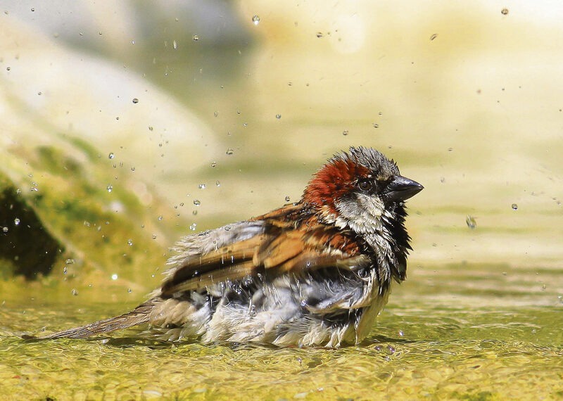 Onderzoek naar beschermde dieren gestart 